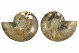 Cut & Polished, Agatized Ammonite Fossil - Madagascar #308139-1